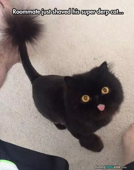 Super Derp Cat