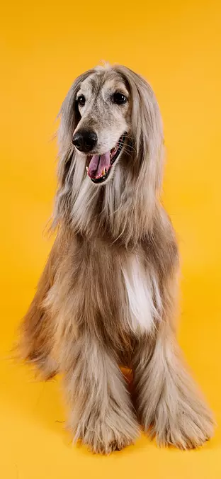 Afghan Hound