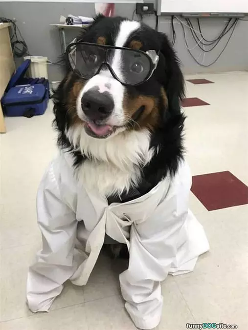 The Dogtor