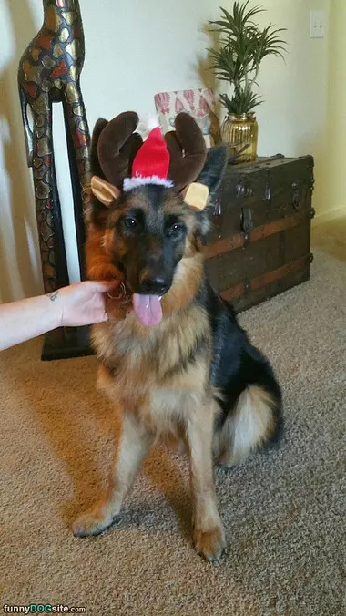 Reindeer Dog