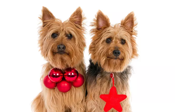 Australian Terrier brothers