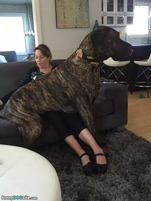 That Is A Big Lap Dog