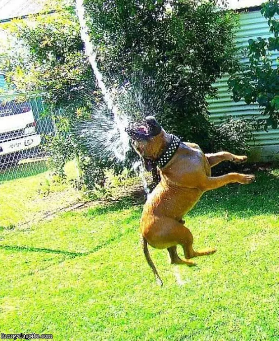 Water Fight