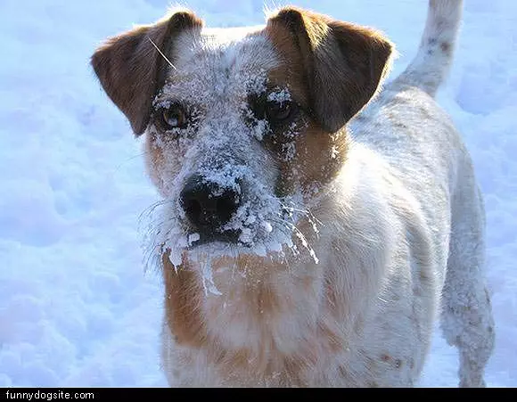 Snow Face