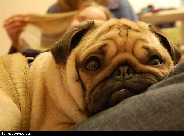 Closeup Pug