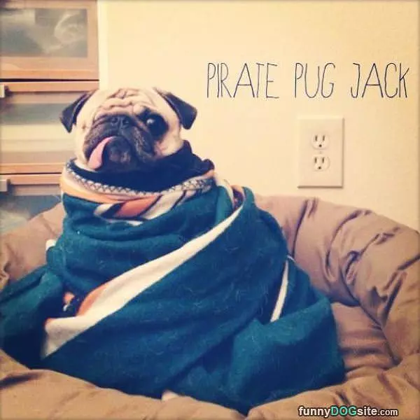 Pirate Pug
