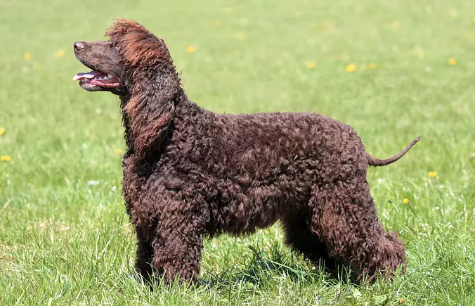Black Irish Water Spaniel