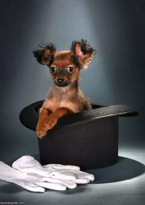 Dog In The Hat