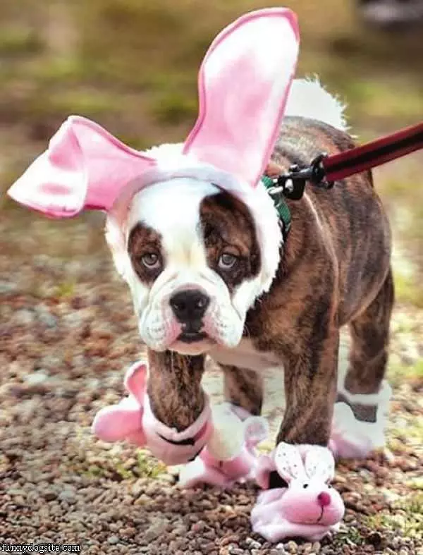 I Am Easter Bunny