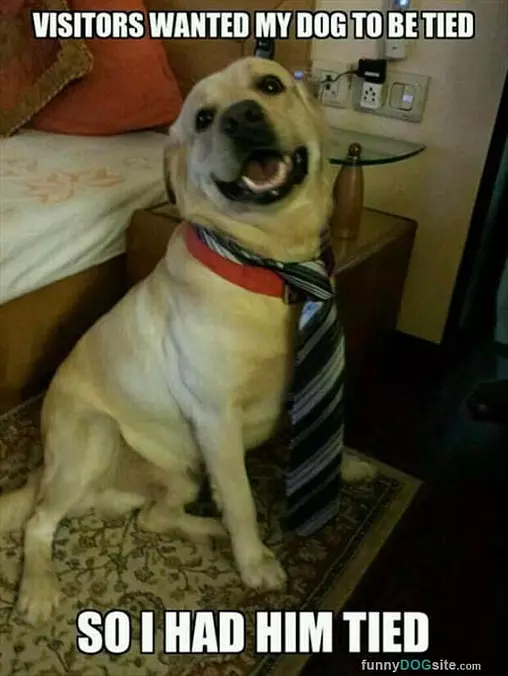 Dog Tied