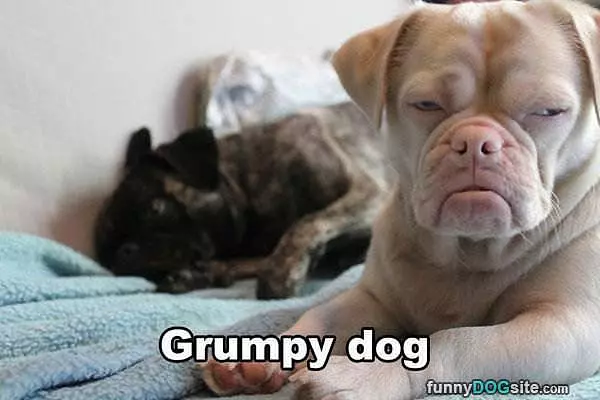 Grumpy Dog