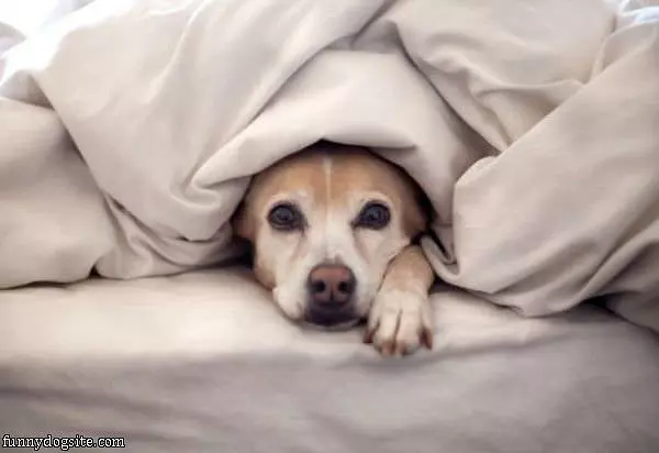 Under The Blankets