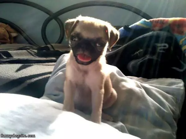 Woof Woof