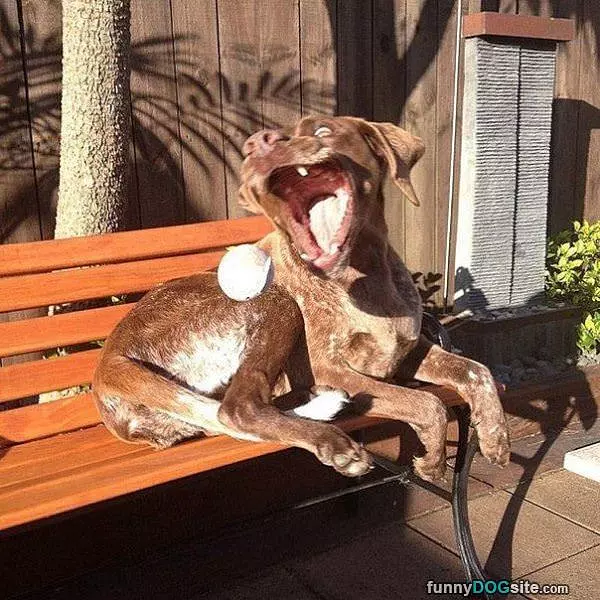 Funny Fetch