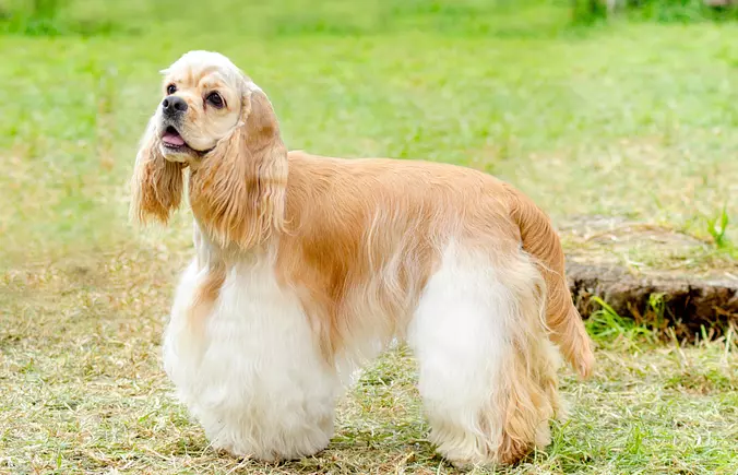 american water spaniel