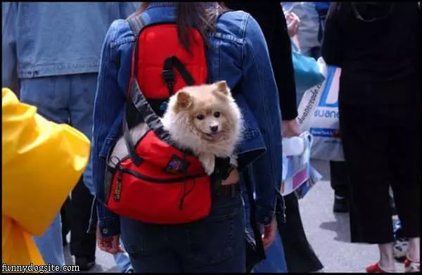 Carry Me
