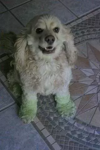 Green Paw