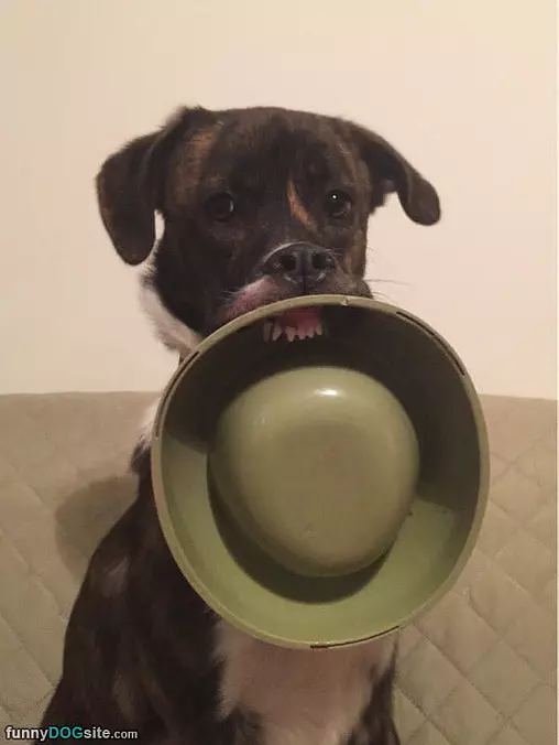 Got My Dish