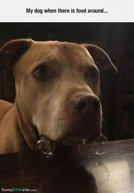 My Dog When Food Is Around