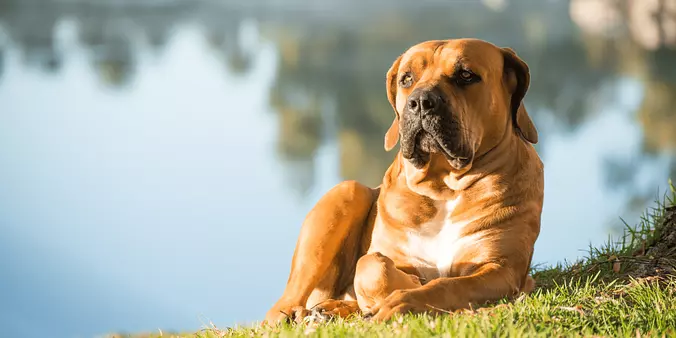 boerboel relaxed