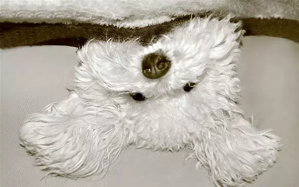 Gigi Playing Peekaboo