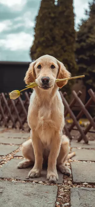 Golden Retriever