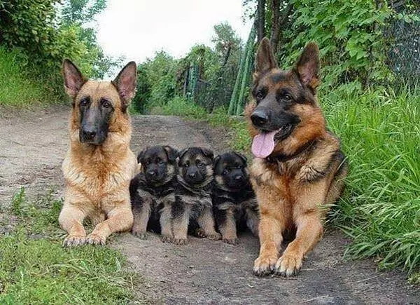 Whole Family