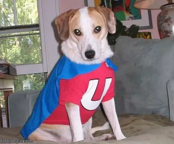 Hero Dog