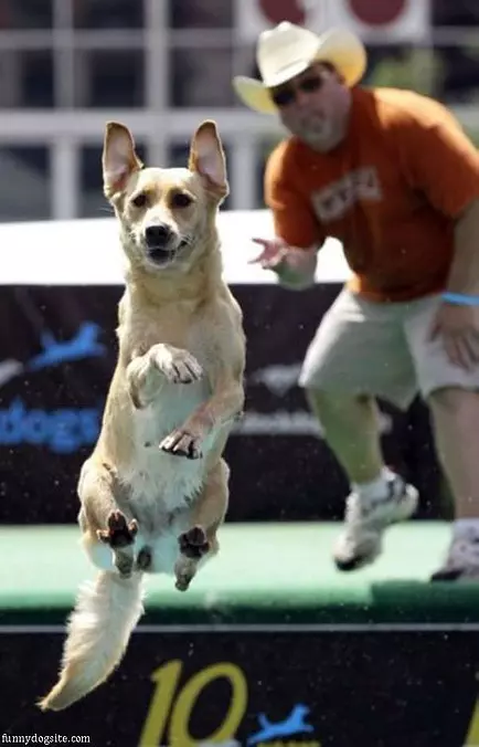 The Amazing Flying Dog
