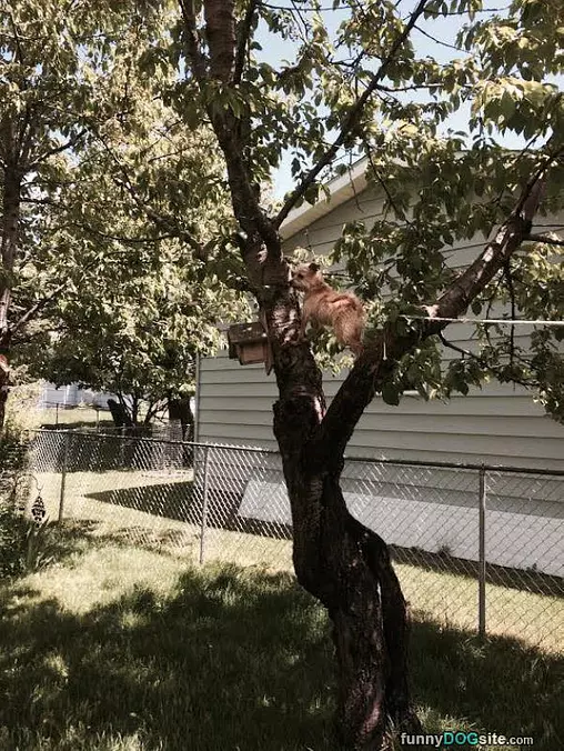 Squirrel Hunting