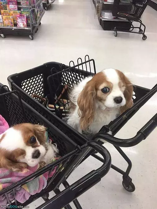 Shopping