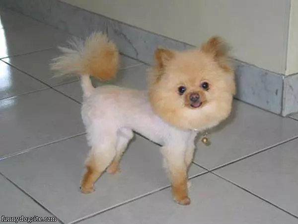 Nice Haircut