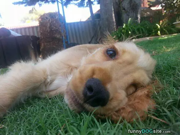 Laying In The Grass