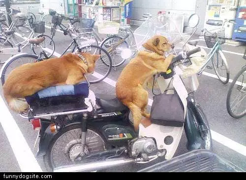 Dogs Biking