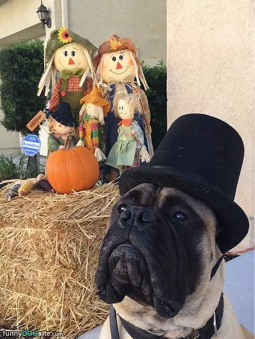 I Has A Top Hat