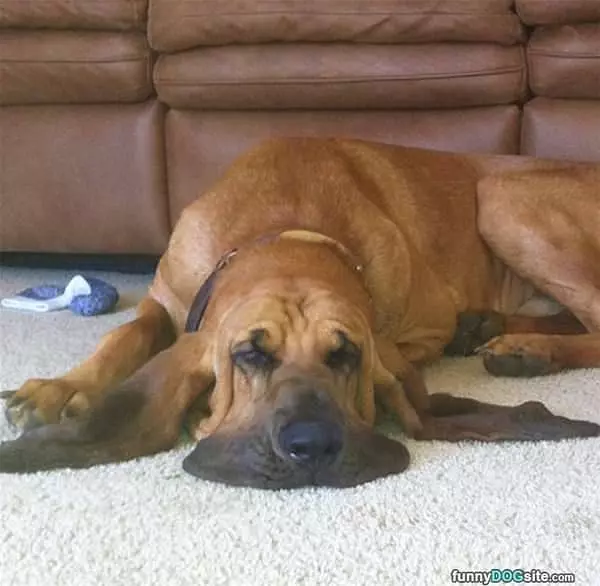 This Dog Is Melting