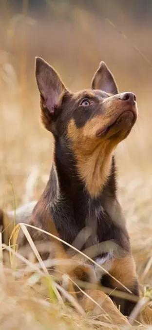 Working Kelpie in the grass...