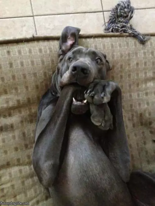 Nom Nom Nom Nom