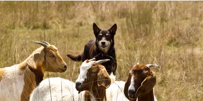 Working Kelpie Dog Herding ...