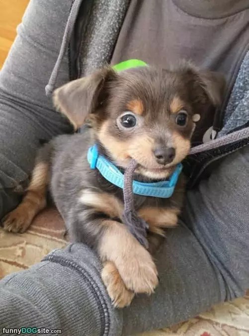 Chewy