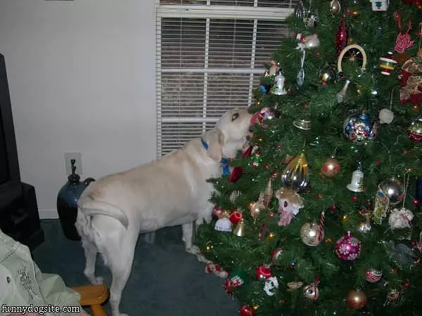 Ginger And The Tree