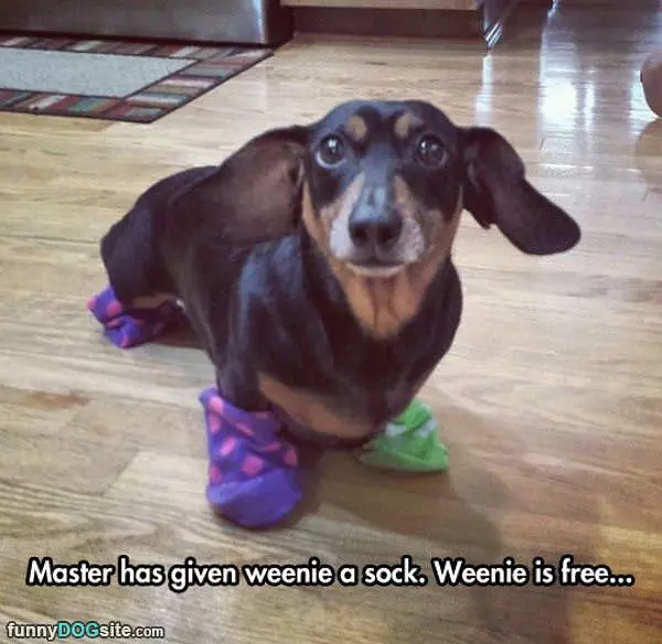 Weenie Has Socks
