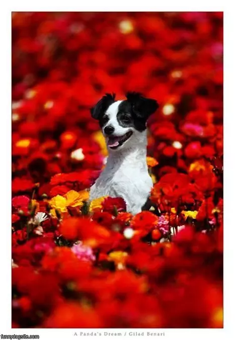 Floooowers