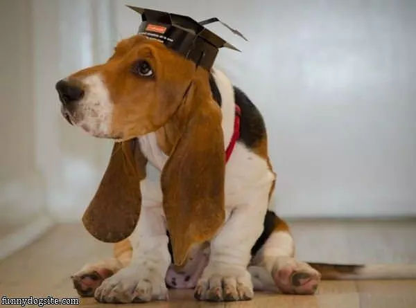 Dog Hat