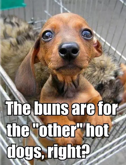 These Buns