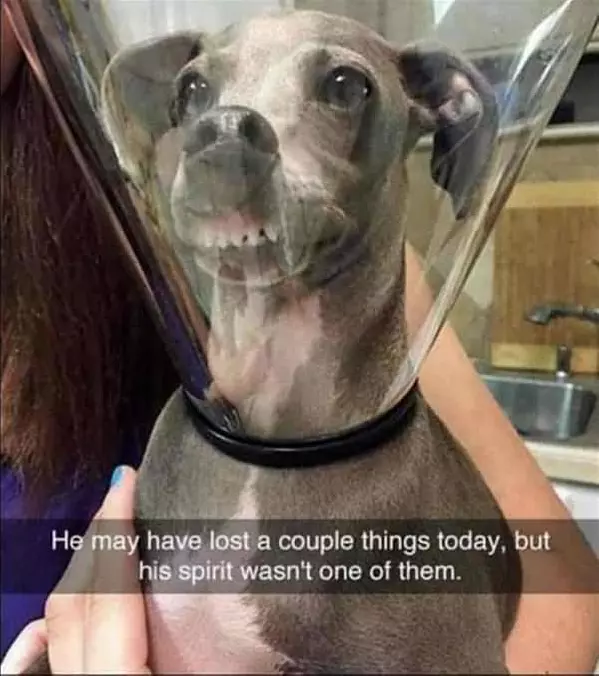 Have Not Lost My Spirit