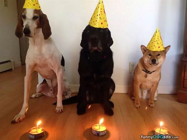 Habing A Party