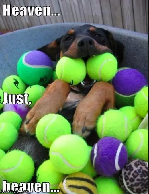 Dog Heaven