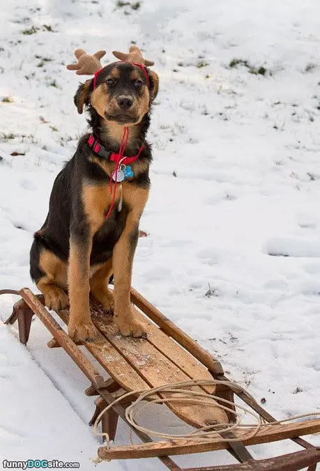 Sledding Time