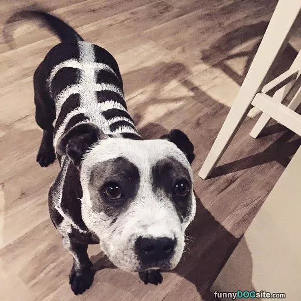 Halloween Dog